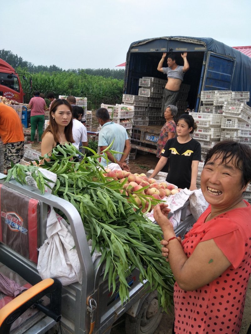 河北毛桃红不软