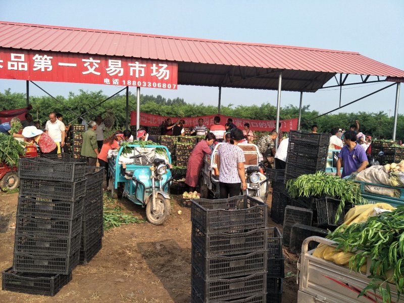 河北毛桃红不软
