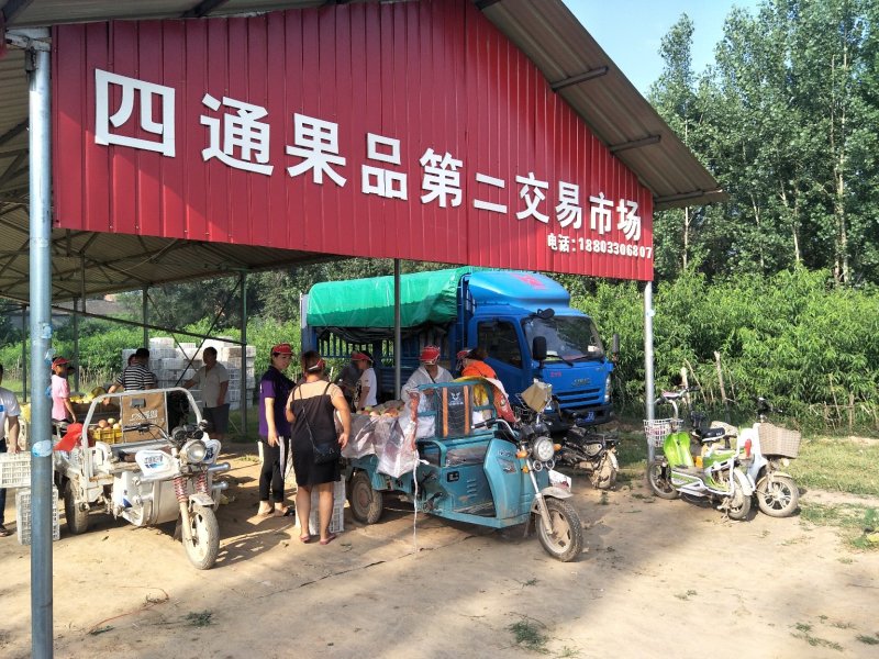 河北毛桃红不软