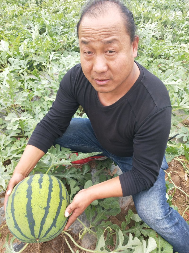 陕西西瓜，西安西瓜，闫良西安，大荔西瓜
