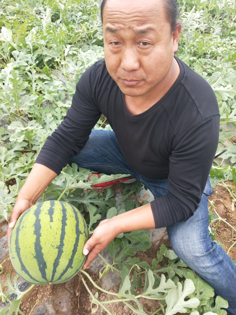 陕西西瓜，西安西瓜，闫良西安，大荔西瓜