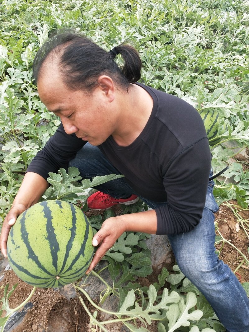 陕西西瓜，西安西瓜，闫良西安，大荔西瓜