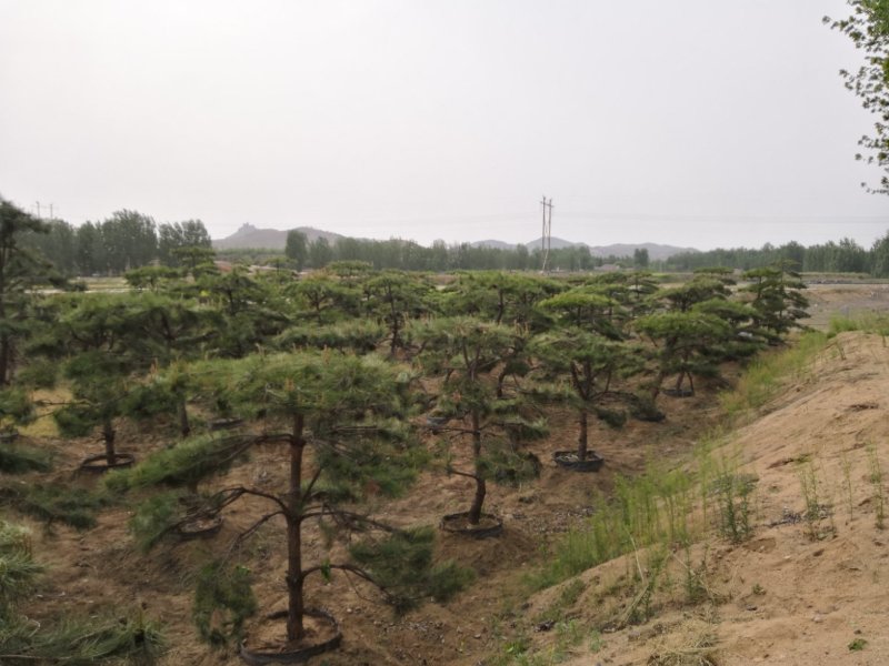 造型松