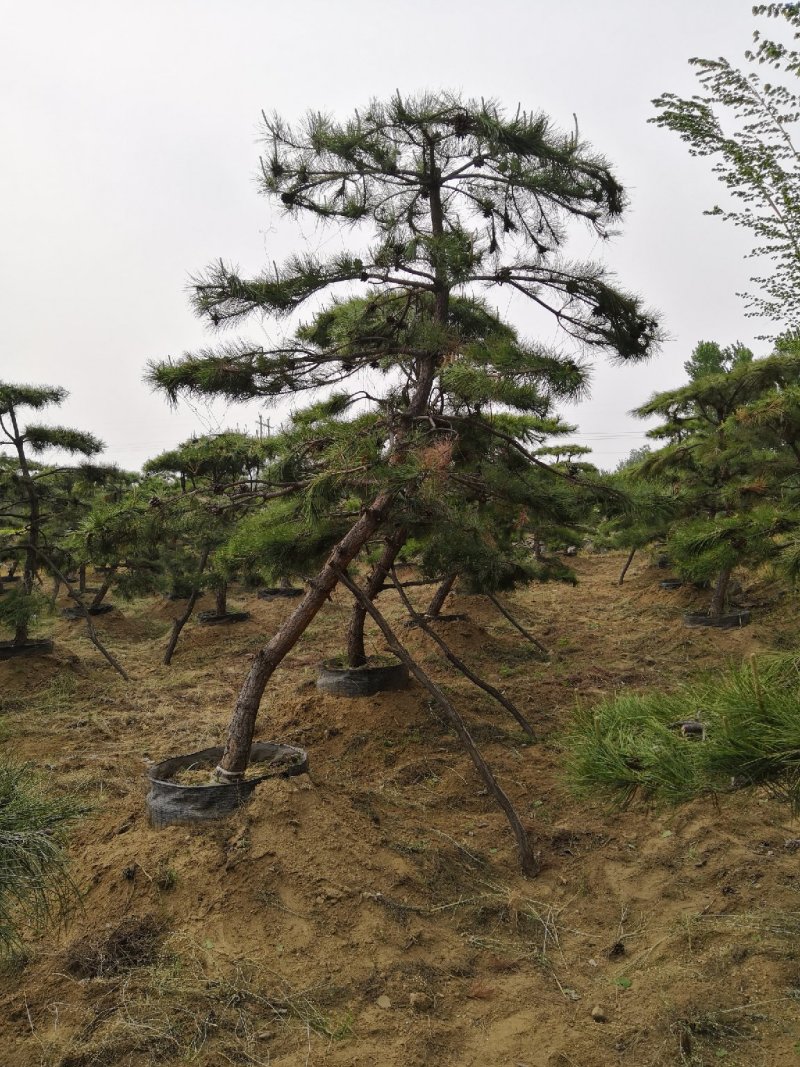 造型松