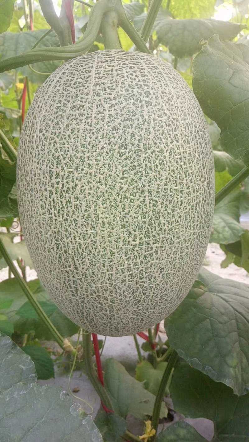 西州蜜25号