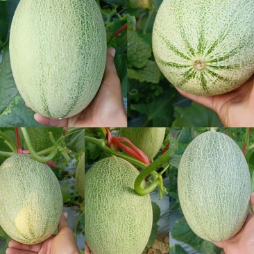 西州蜜25号