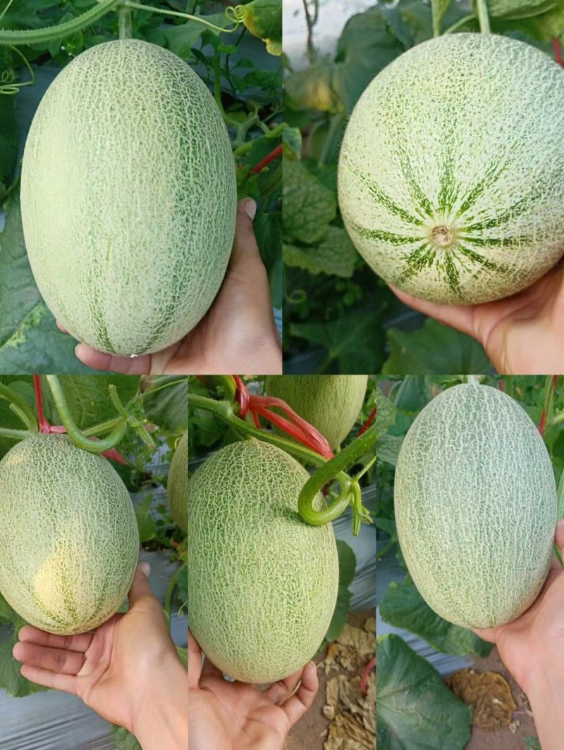 西州蜜25号