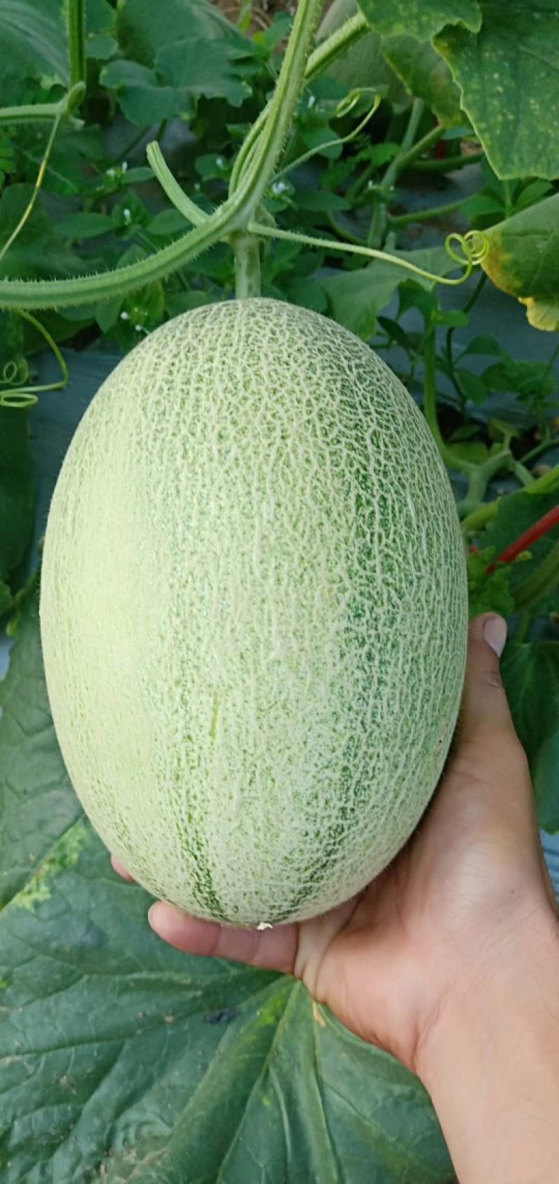 西州蜜25号