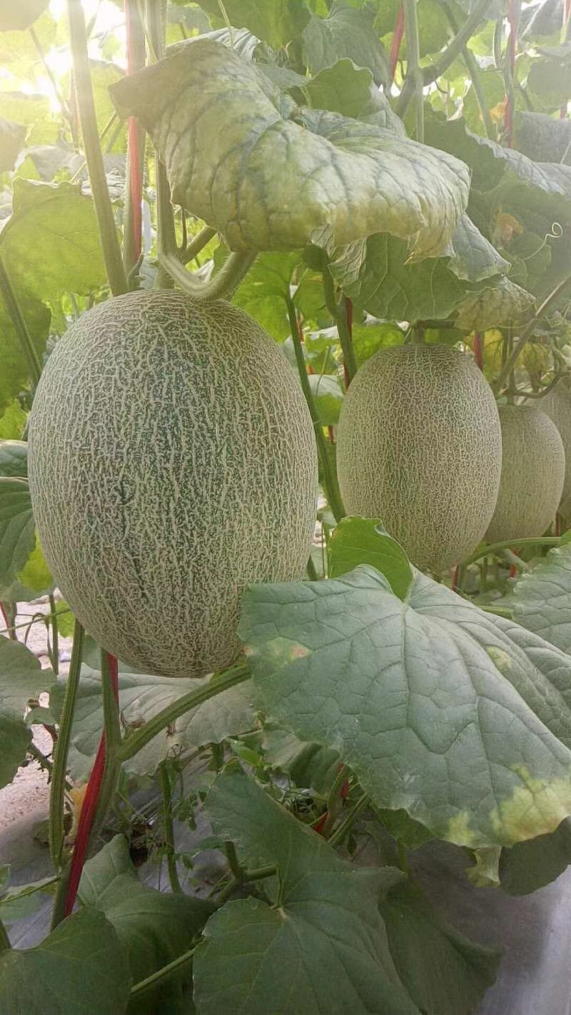 西州蜜25号