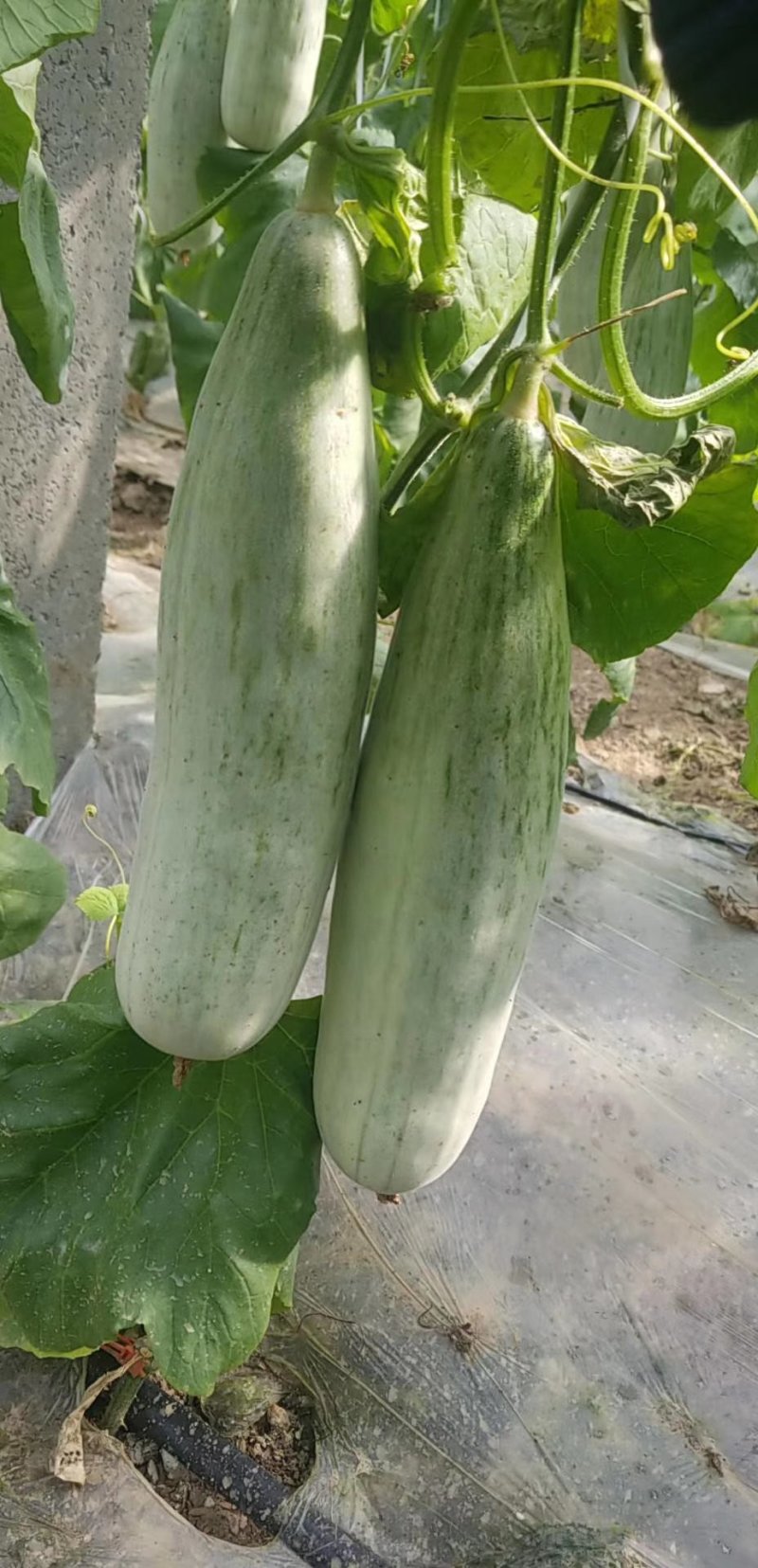 羊角蜜
