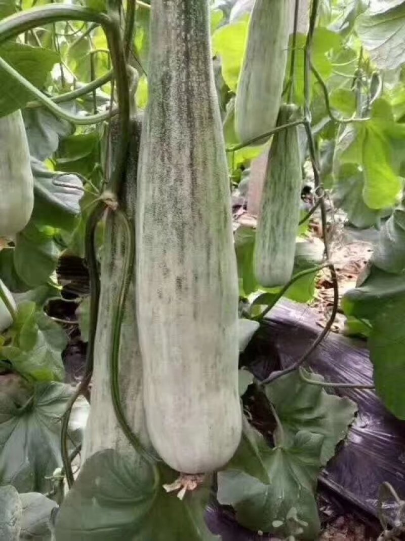 羊角蜜
