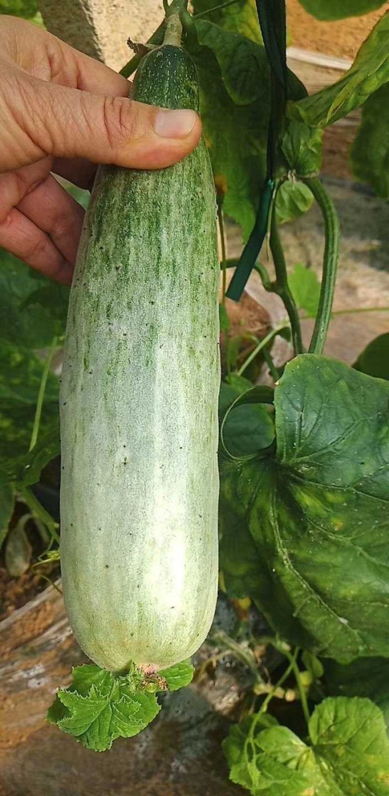 羊角蜜
