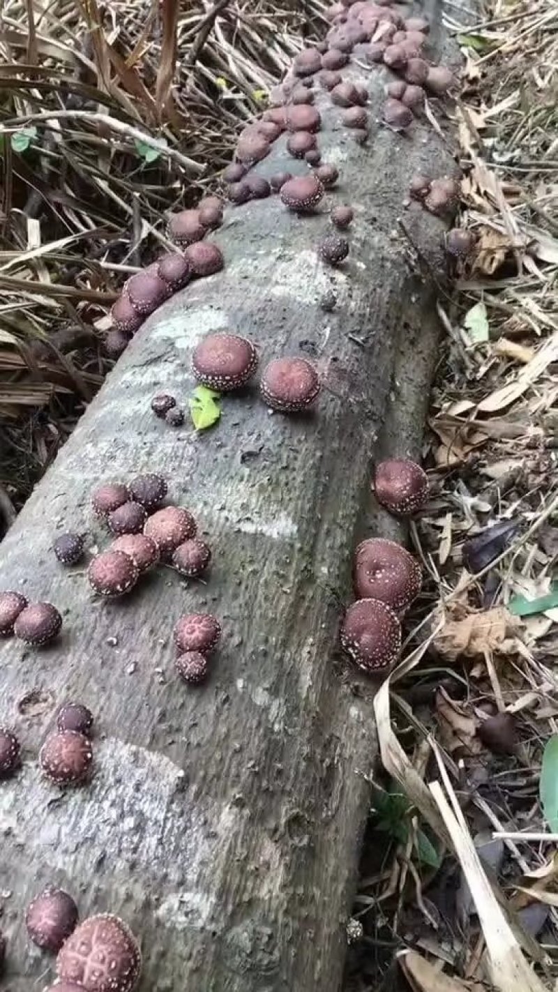 椴木香菇菌种（品种：8号）