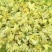 石斛干花霍山铁皮石斛花米斛花石斛花茶常年供应