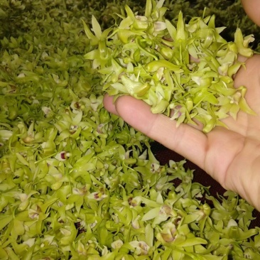 石斛干花霍山铁皮石斛花米斛花石斛花茶常年供应