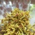 石斛干花霍山铁皮石斛花米斛花石斛花茶常年供应