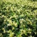 石斛干花霍山铁皮石斛花米斛花石斛花茶常年供应