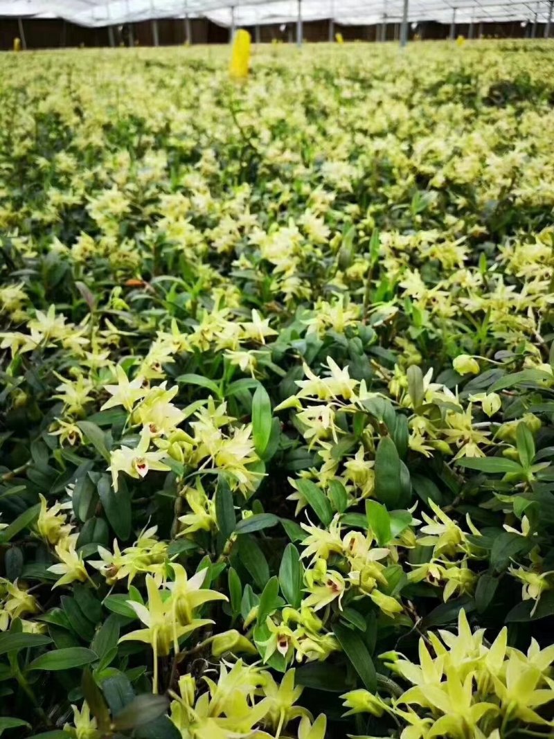 石斛干花霍山铁皮石斛花米斛花石斛花茶常年供应