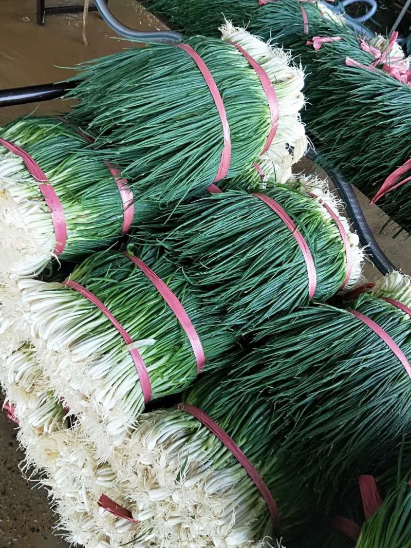 小葱已大量上市！