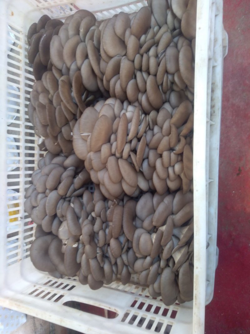 平菇菌种