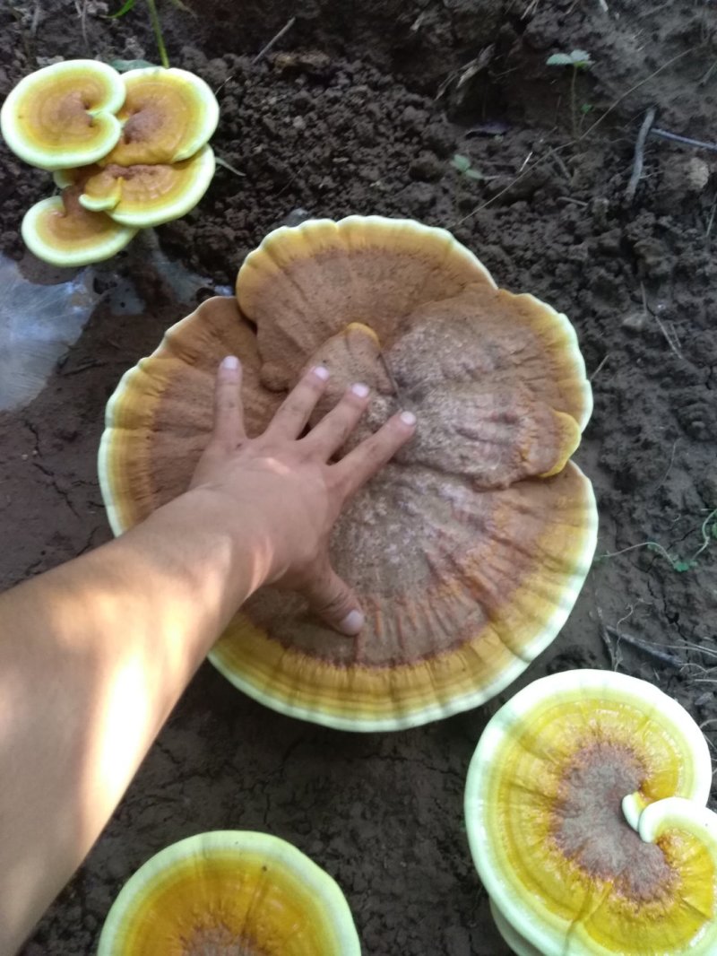 灵芝出菇袋
