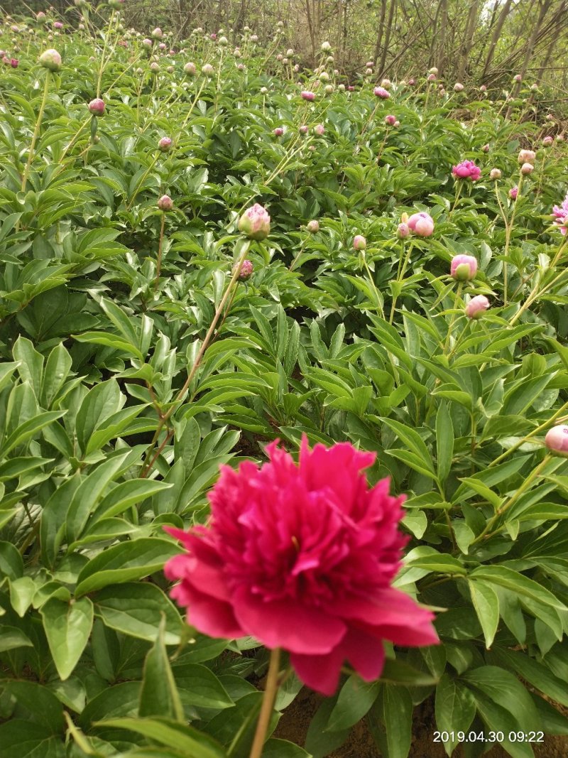 观赏多花芍药苗～10个芽头规格重瓣大花