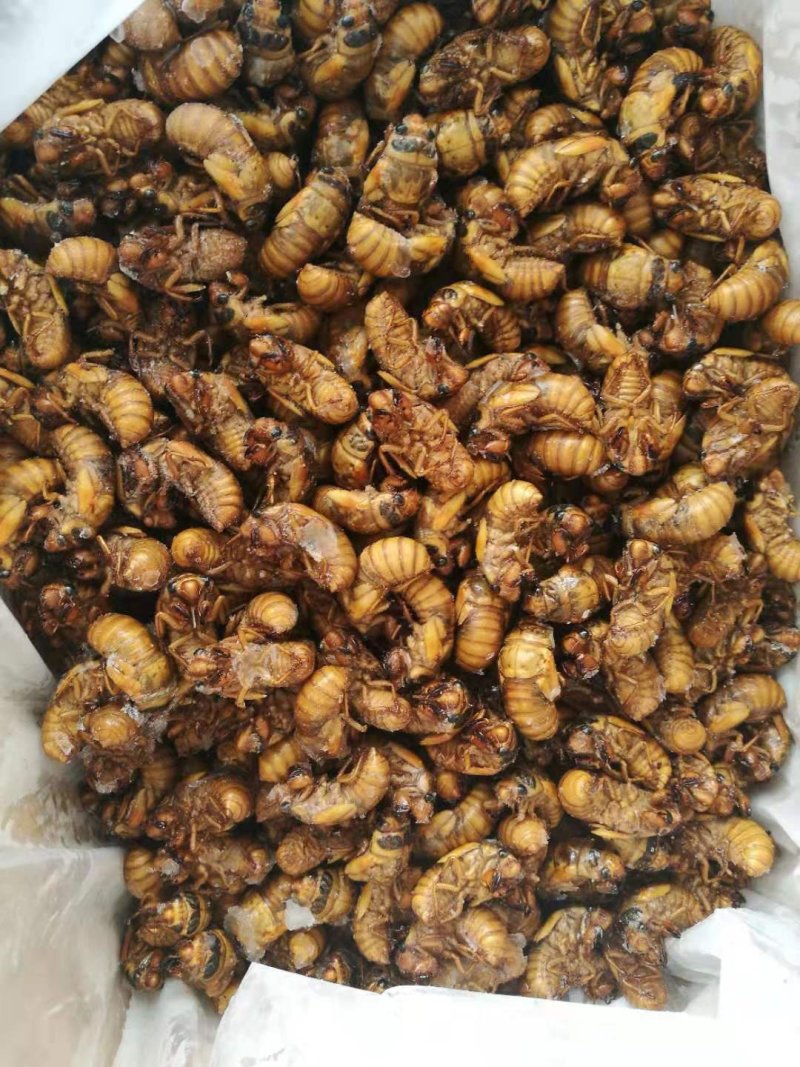 蚂蚱，稻蝗，东亚飞蝗土蚂蚱蝗虫