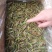 蚂蚱,稻蝗,东亚飞蝗土蚂蚱蝗虫