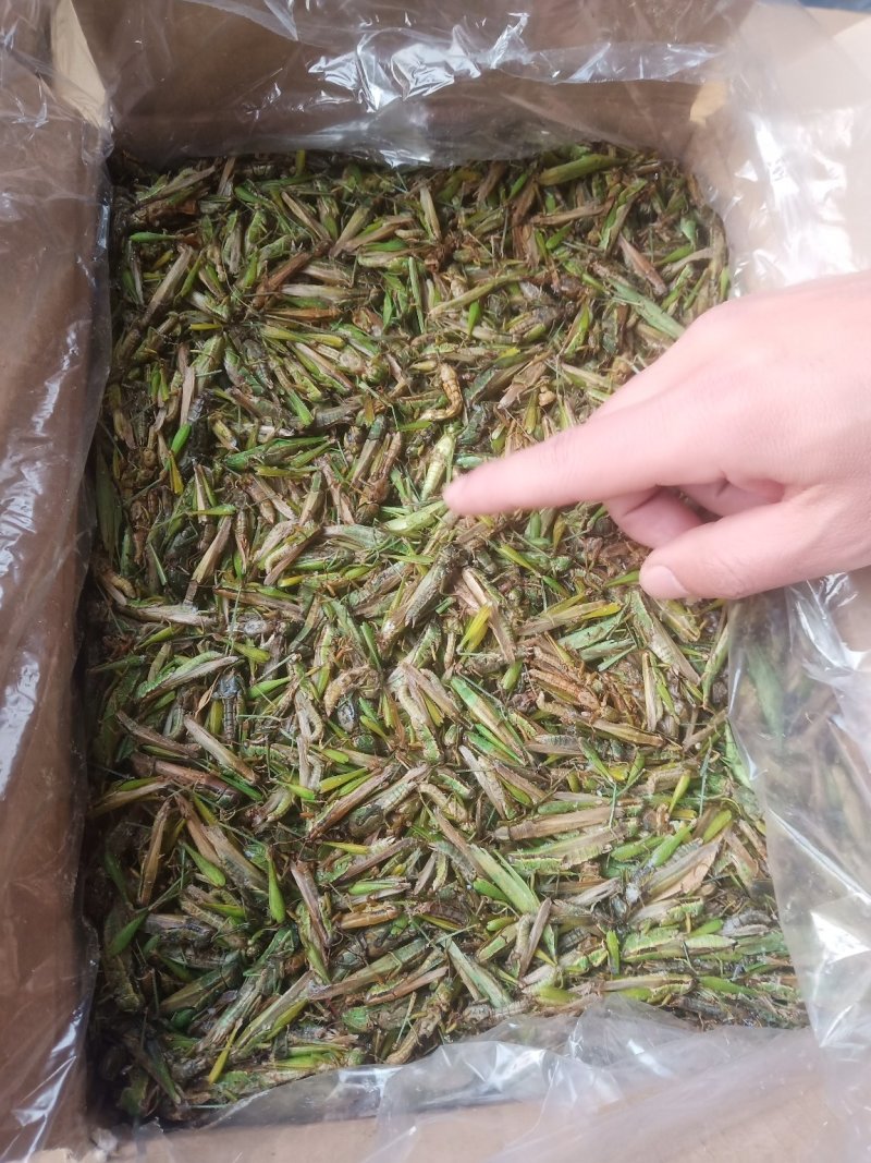 蚂蚱，稻蝗，东亚飞蝗土蚂蚱蝗虫