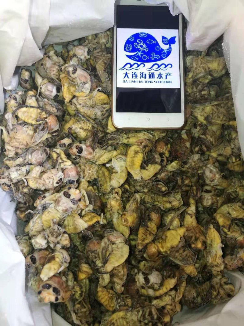 蚂蚱，稻蝗，东亚飞蝗土蚂蚱蝗虫