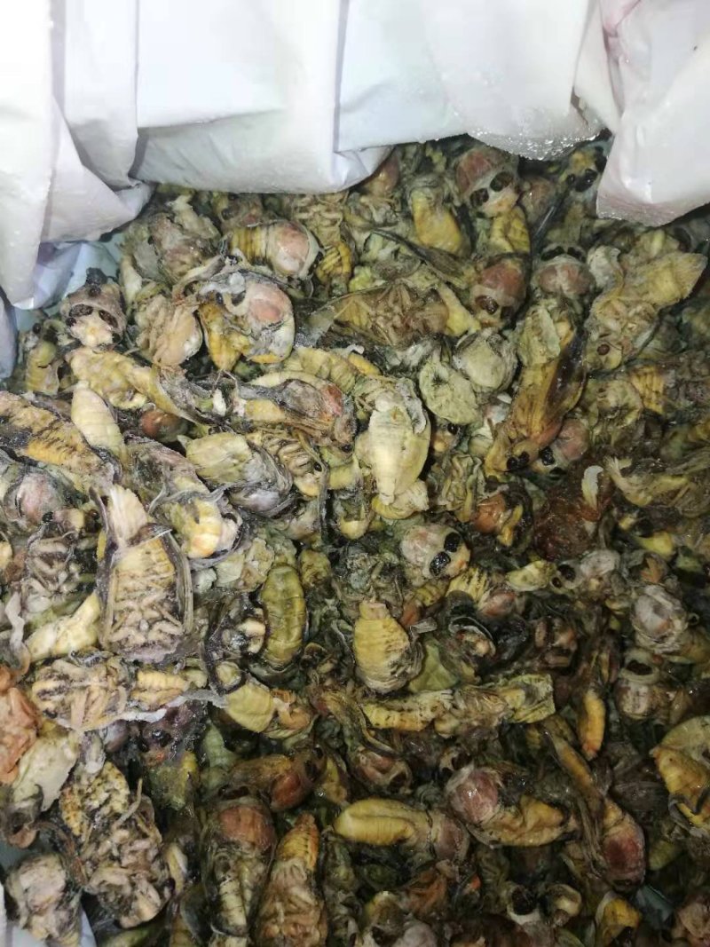 蚂蚱，稻蝗，东亚飞蝗土蚂蚱蝗虫