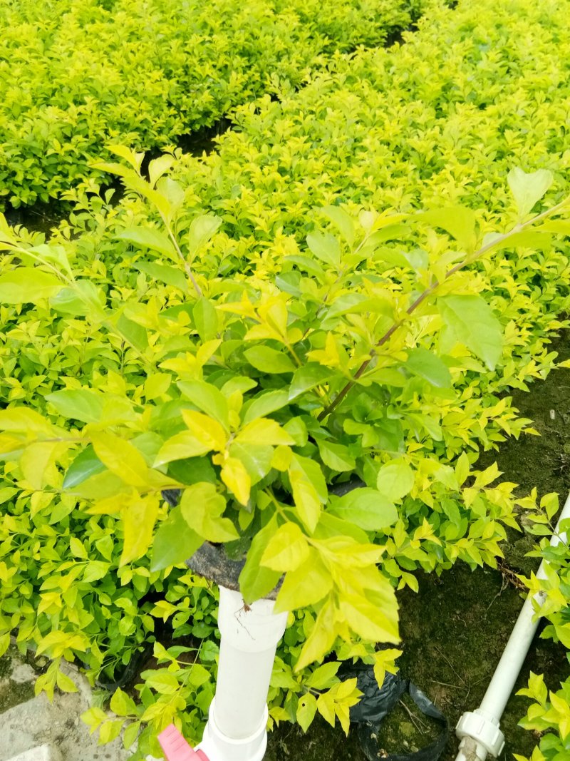 基地各种规格绿化小苗，欢迎各位老总领导交流指导工作。