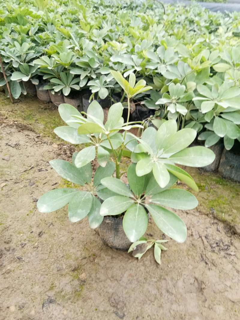 基地各种规格绿化小苗，欢迎各位老总领导交流指导工作。