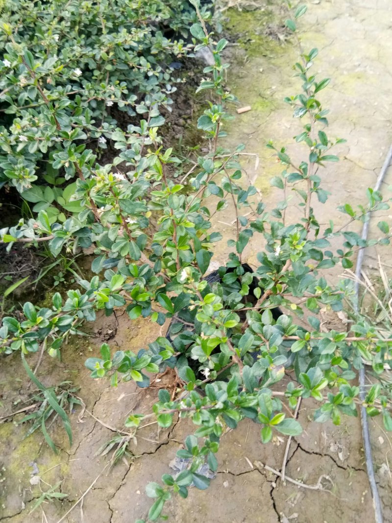 基地各种规格绿化小苗，欢迎各位老总领导交流指导工作。