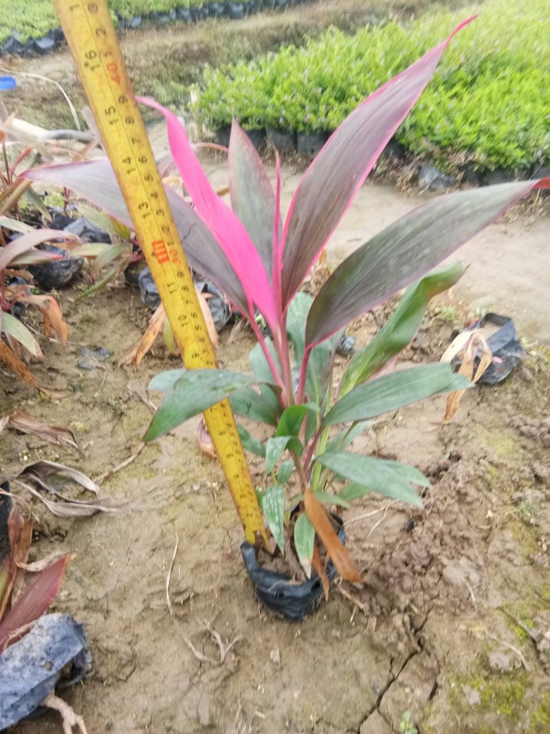 基地各种规格绿化小苗，欢迎各位老总领导交流指导工作。