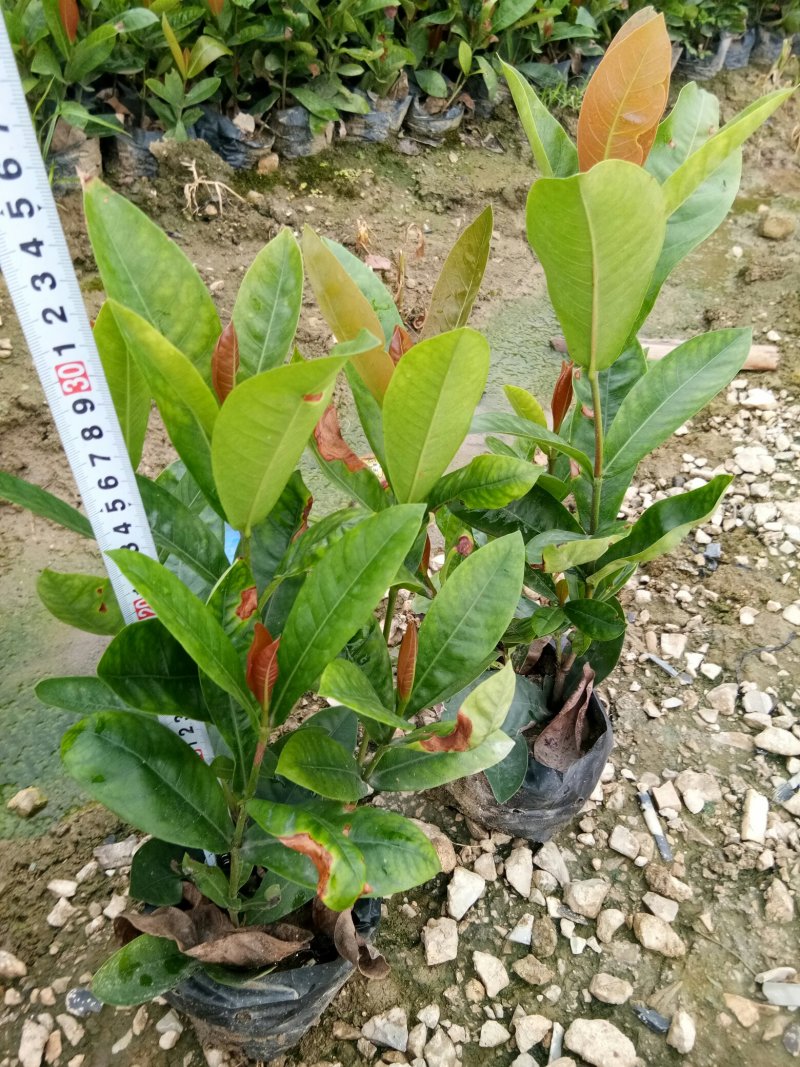 基地各种规格绿化小苗，欢迎各位老总领导交流指导工作。