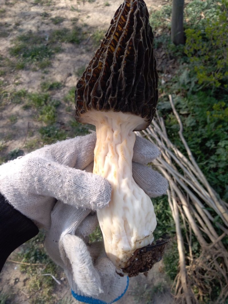 羊肚菌菌种与营养袋