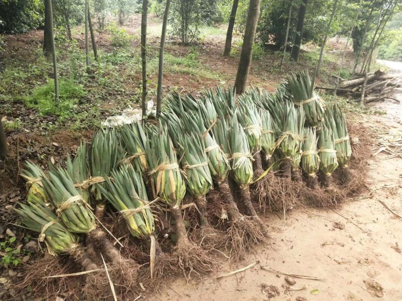 丝兰剑麻小苗子大苗工程苗裸根土球各种规格均有