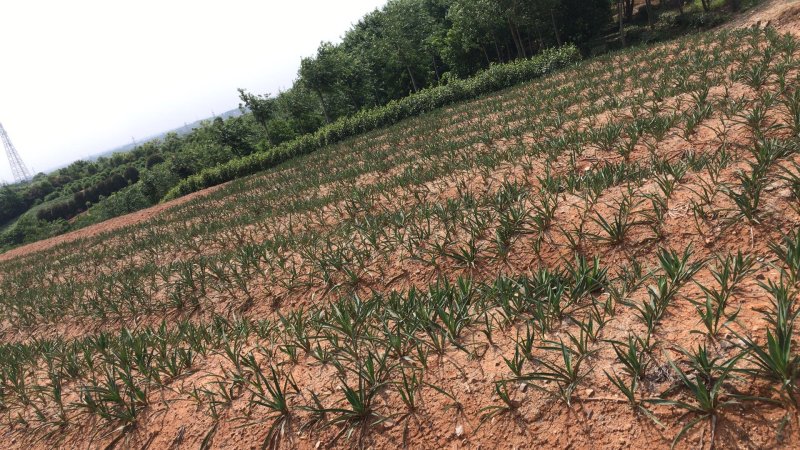 丝兰剑麻小苗子大苗工程苗裸根土球各种规格均有
