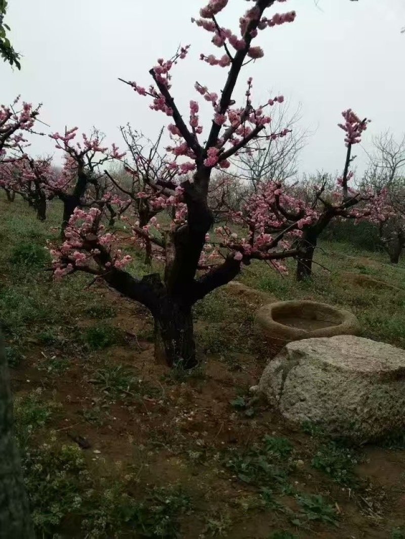 梅花树