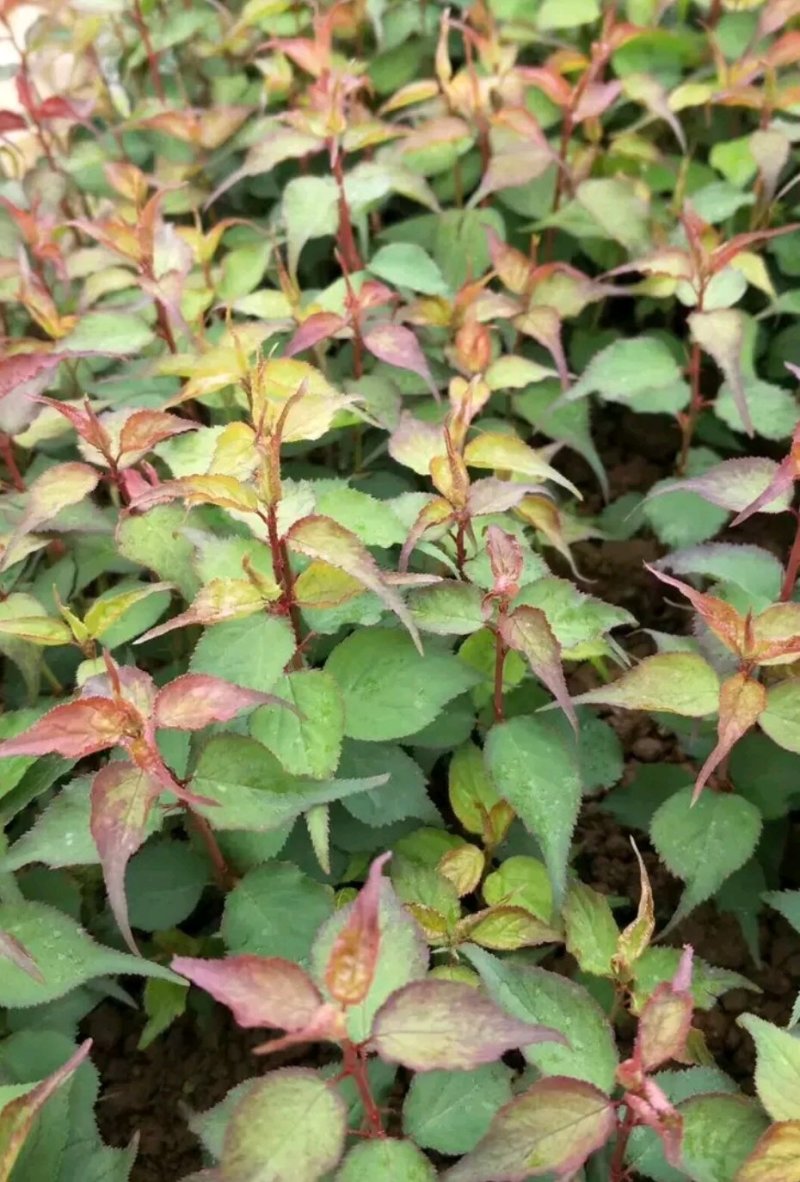 梅花树