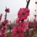 梅花树