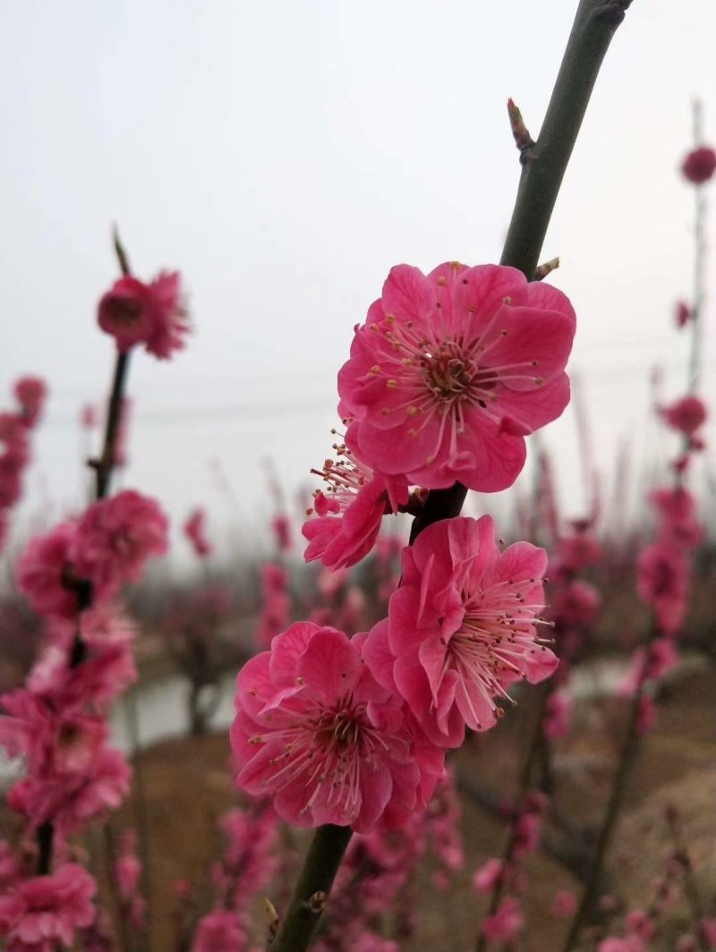 梅花树