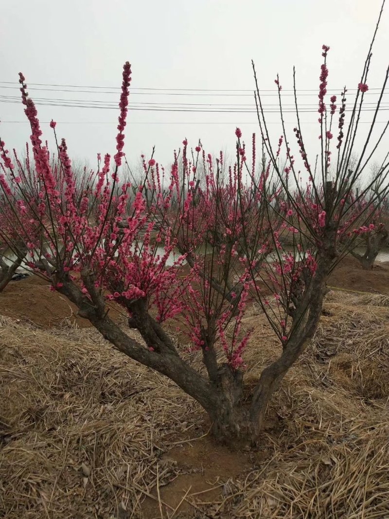 梅花树