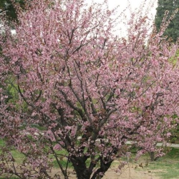 梅花树