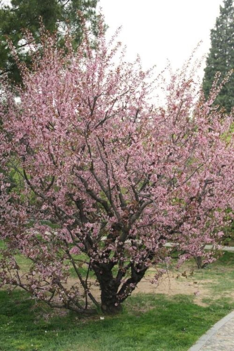梅花树