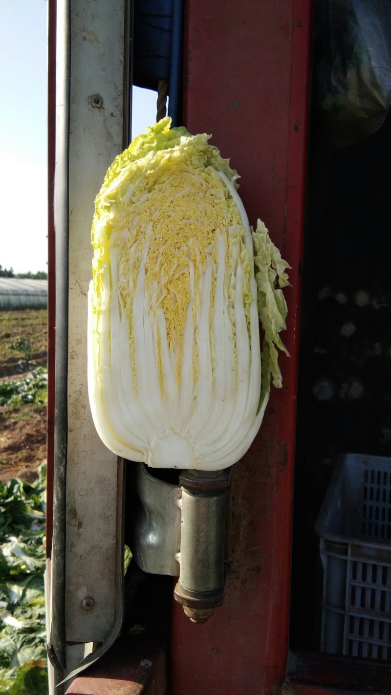 大颗娃娃菜，津秀2号