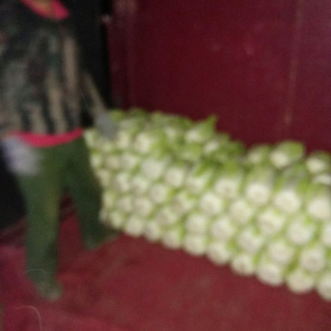 黄心金锦春白菜