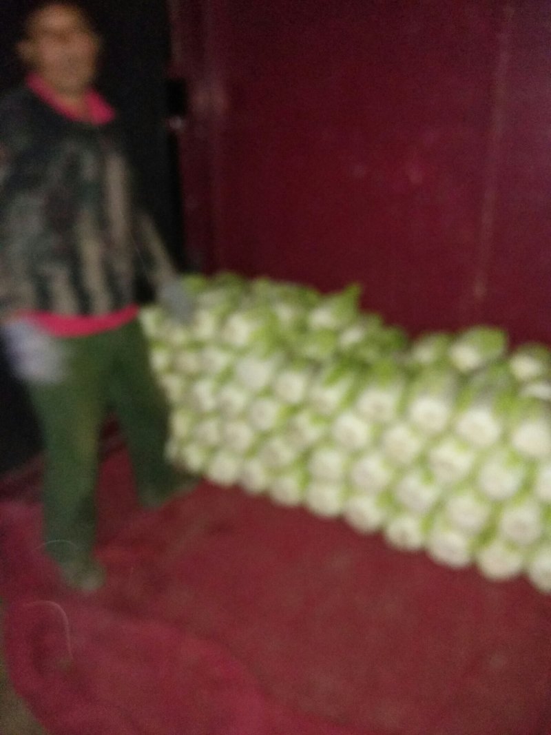 黄心金锦春白菜