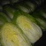 黄心金锦春白菜
